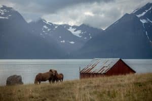 caballos en noruega